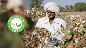 uomo con turbante bianco che raccoglie cotone organico in conversione in un campo di cotone